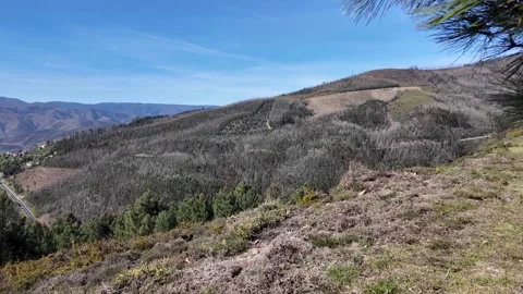 Panoramic view of a mountain landscape with pine trees and yellow flowers Stockbeeldmateriaal 332368826