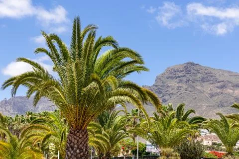 Panoramic view on mountain peak Roque del Conde seen from the tourist cente.. Stock Photos