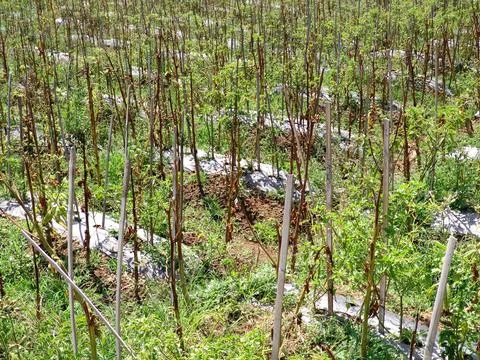 Panoramic view of mountain plantation area Mount Sindoro, Temanggung Stock Photos