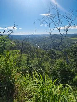 Panoramic view of mountain with trees Stock Photos