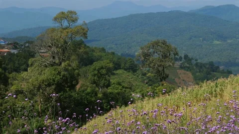 Panoramic view of mountains in the distance with field of wildflowers Stock Footage 251741009