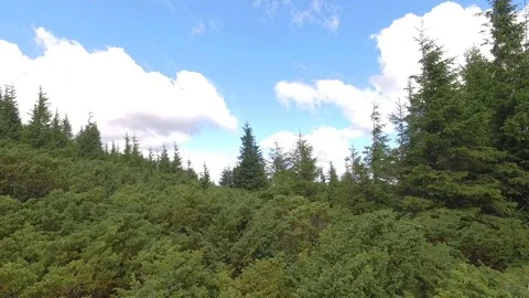 Panoramic view of the mountains green pine forest from a height. Ukraine. The Stock Footage 73541191