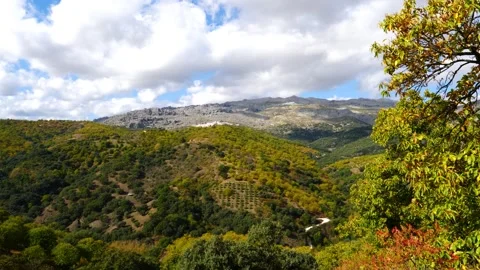 Panoramic view of the mountains of Serrania de Ronda and the chestnut forest in Stock-Footage 143563805