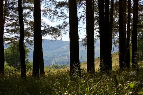 Panoramic view of the mountains through a pine forest Stock-Fotos