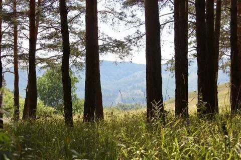 Panoramic view of the mountains through a pine forest Stock-Fotos
