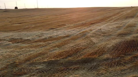 Panoramic view of mowed wheat field in summer at sunset dawn. Mowed wheat ears Stock Footage 231986579