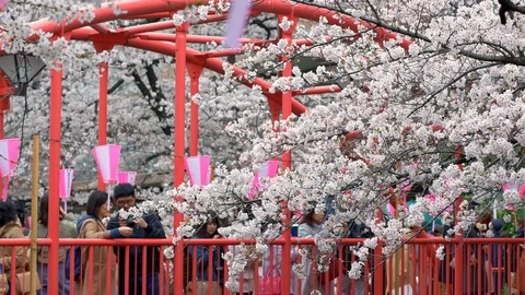 Panoramic view of Nakano (Red) bridge over Meguro River in Tokyo with blooming Stock Footage 120346684