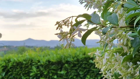 A panoramic view of nature in the Umbrian countryside in Italy Stock Footage 336060108