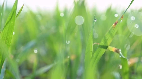 Panoramic view of a new born grass wheat plantation Stock Footage 126613719
