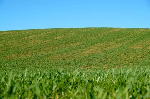 Panoramic view of nice green hill on blue sky Foto stock