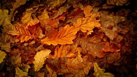 Panoramic view of oaks leaves Stock Footage 81479045