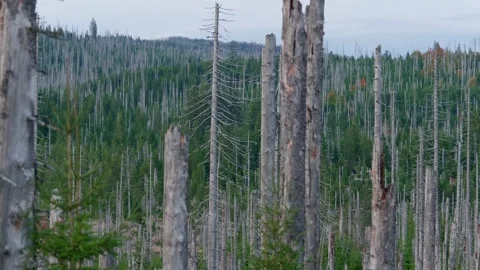 Panoramic view of old mountain forest with dead spruces at sunset 動画素材 297740927