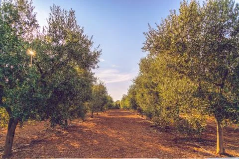 Panoramic view of olive trees plain in front of Ostuni Stock Photos