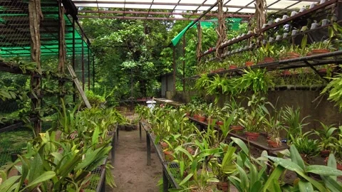 Panoramic view of an orchid garden in Canaima, Venezuela, where flowers are Stock Footage 332626811