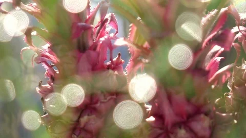 Panoramic view of ornamental pineapples with beautiful colorful sun beams Vídeo Stock 89082990