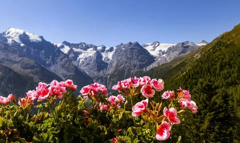 Panoramic view to Ortles Mountain range from Furkelhuette, Trafoi, Italy Stock Photos