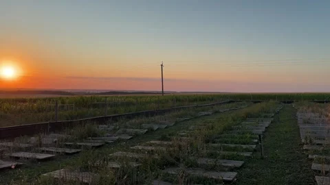 Panoramic View of Outdoor Snail Breeding Farm Field at Sunset Stock Footage 342512518