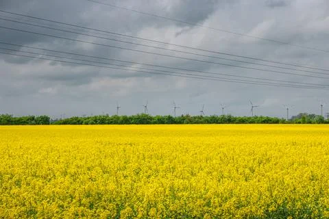 Panoramic view over beautiful farm landscape with rasp yellow at blossom fi.. Fotos Stock