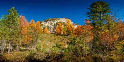Panoramic view over larch, pine and spruce forests covering Dolomite mountain Stock Photos