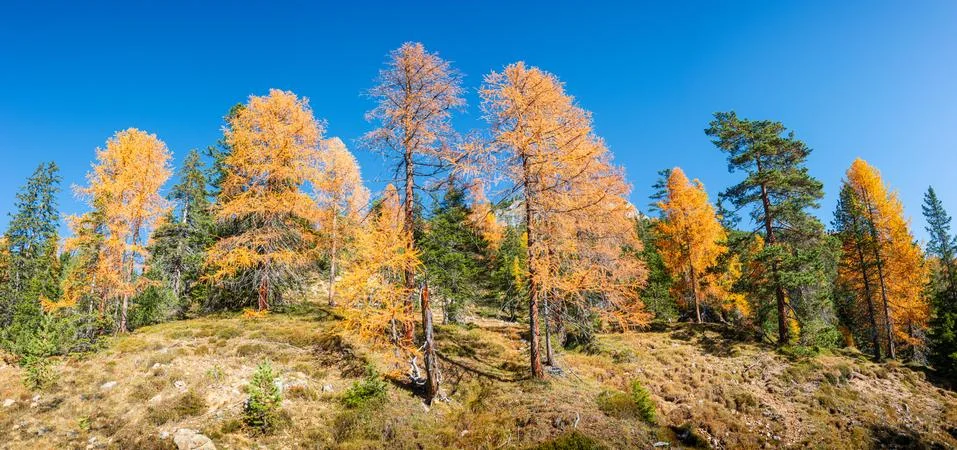 Panoramic view over larch, pine and spruce forests covering Dolomite mountain Stock Photos