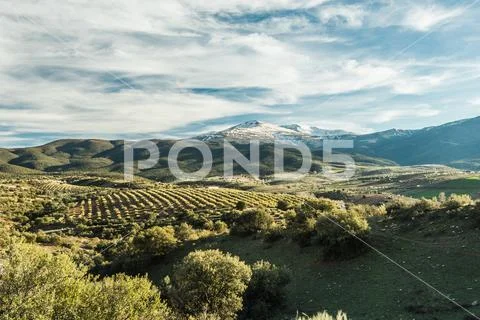 Panoramic view over olive trees and Sierra Nevada,Spain Stock Photos