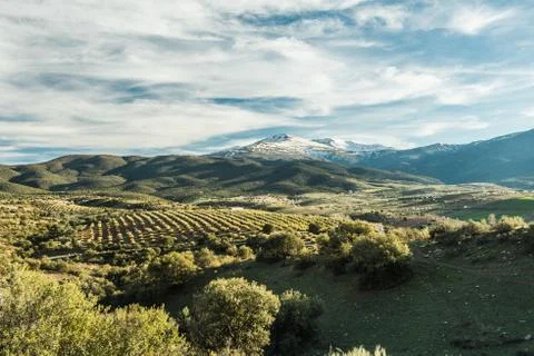 Panoramic view over olive trees and Sierra Nevada,Spain Stock Photos
