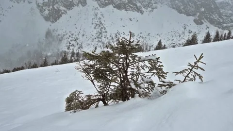 Panoramic view over a snowy slope with young pine tree Stock Footage 194931784