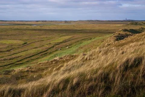 A panoramic view over Texel's dune landscape. Stock Photos