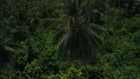 Panoramic view over tropical town. Lush tropical forest covering land, leading Stock Footage 312749631