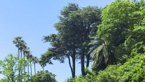 Panoramic view of palm and cedar trees with lush greenery against blue sky. Stock Photos