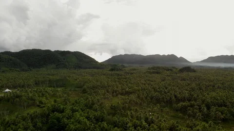 Panoramic view of a palm tree Feld Stock Footage 108258329