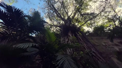 Panoramic view on the palm trees and Banyan tree with vines in the Bahamas next Stock Footage 329900695