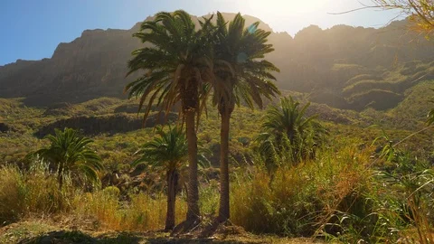 Panoramic View of Palm Trees, Sunset and Mountain Silhouettes. 스톡 동영상 116560055