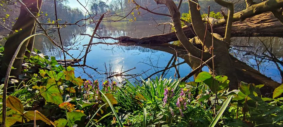 Panoramic view of a park in spring Stock Photos