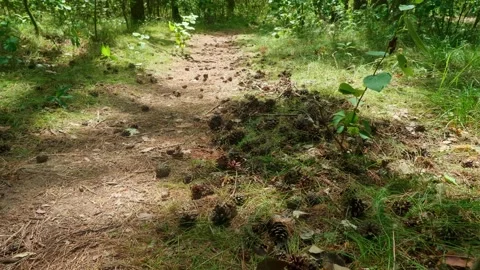 Panoramic view of path in the forest covered with strobiles. Nice russian nature Stock Footage 143963326