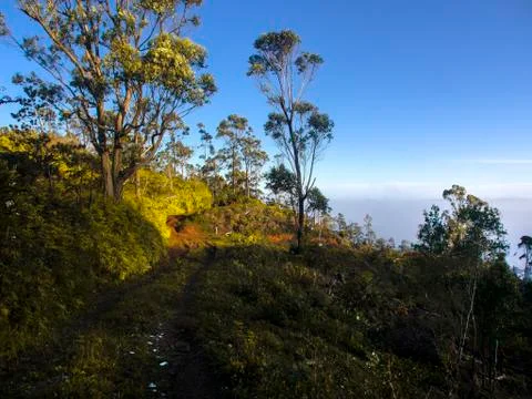 Panoramic view of a path within the mountains and trees of the Sierra Maestra Stock Photos