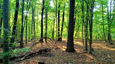 Panoramic View of Peaceful Summer Woods Stock-Footage 342504655