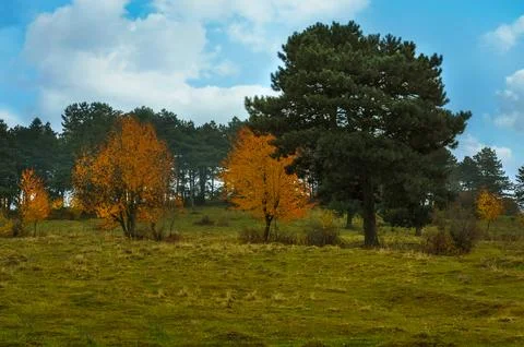 Panoramic view of pine and trees on the hill on autumn day. A picturesque i.. Stock Photos