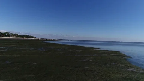 Panoramic View of pine forest and sea, arcachon bay Stock Footage 83201543
