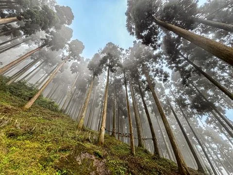 Panoramic view of Pine forest inEco Park Lamhatta Darjiling Stock Photos