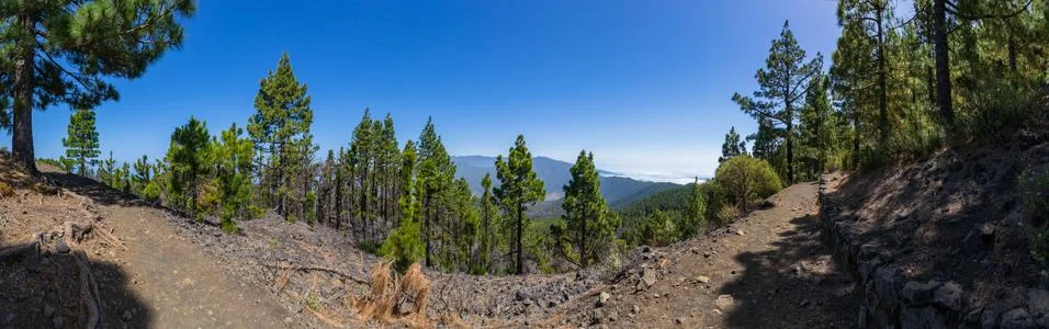 Panoramic view of a pine forest on a mountain valley. Stock Photos