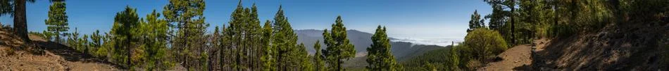 Panoramic view of a pine forest on a mountain valley Foto stock