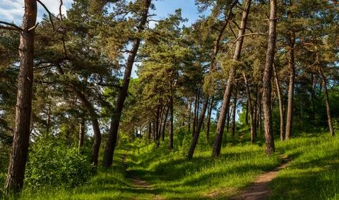 Panoramic view of pine forest, tall trees and a trail, a place of rest and .. Stock Photos