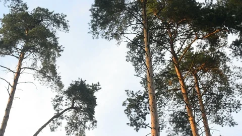 Panoramic view of pines Stock Footage 90196373