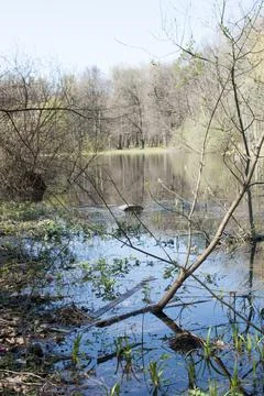 Panoramic view of the pond in the park. Foto stock