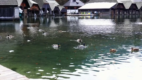 Panoramic view of pond with swimming ducks. Video stock 80958201