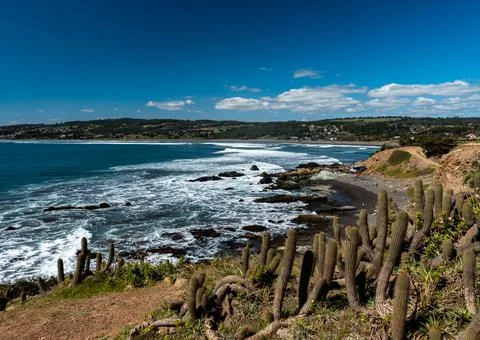 Panoramic view of Punta de Lobos beach with its cactus vegetation on a sunny  Stock Photos