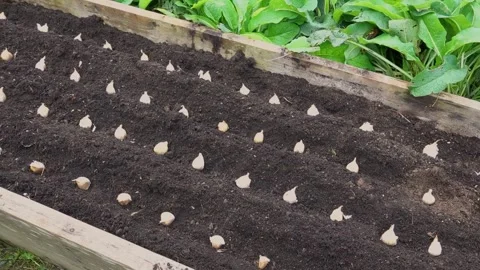 Panoramic view of raised wooden bed with freshly sown garlic. garlic cultiv.. Stock Footage 255227312
