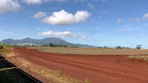 A panoramic view of a red dirt path winding through pineapple fields beneath a Stock Footage 304747694