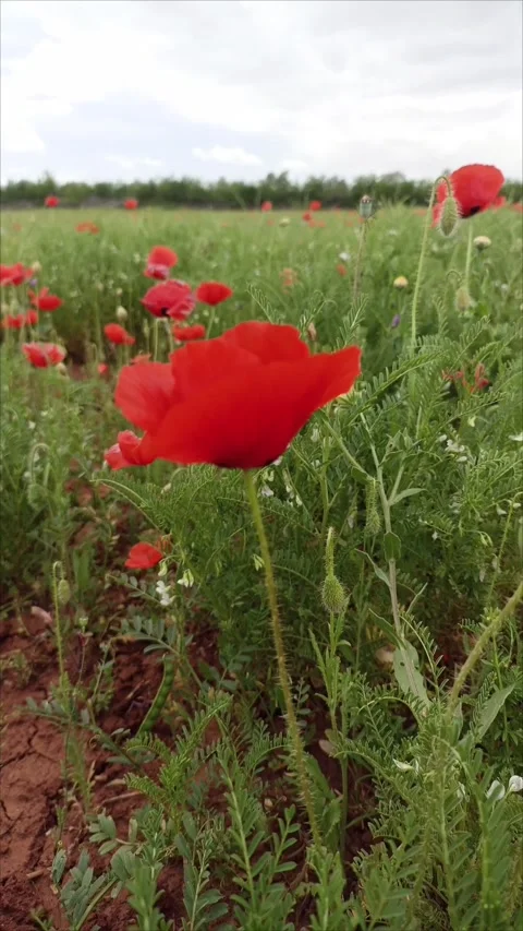 Panoramic View of Red Flowers in Moroccan Countryside Spring Stock Footage 333207706
